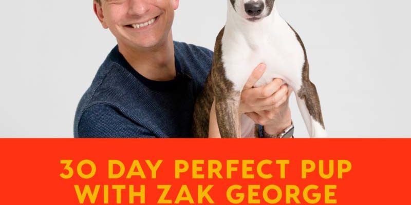 Free Online Dog Training with 30 Day Perfect Pup