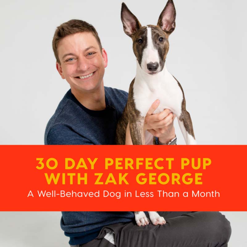 free-online-dog-training-with-30-day-perfect-pup.jpg